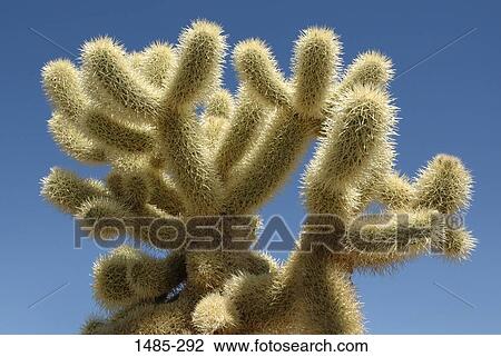 Close-up of a cactus View Large Photo Image Stock Image - Close-up of a cactus. Fotosearch
