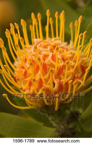 Close-up of a California Sunshine flower View Large Photo Image Stock Photo - Close-up of a California Sunshine flower. Fotosearch