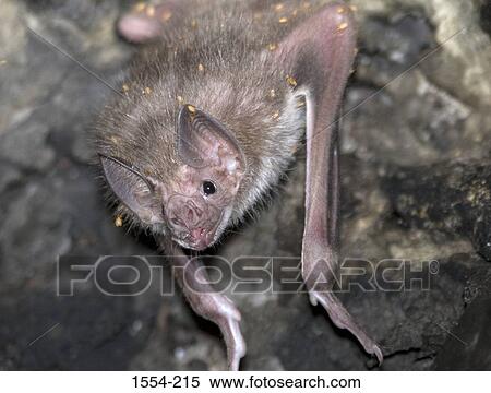 Stock Photography - Close-up of a Common Vampire bat (Desmodus rotundus) on a rock. Fotosearch