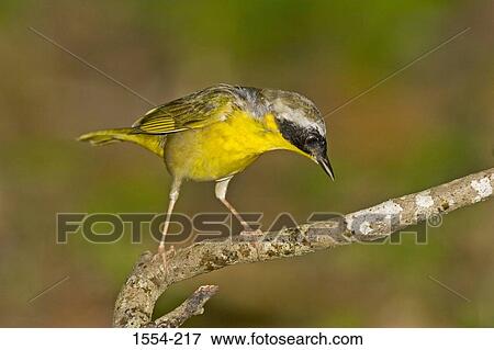 Close-up of a Common yellowthroat (Geothlypis trichas) perching on a branch View Large Photo Image Stock Photo - Close-up of a Common yellowthroat (Geothlypis trichas) perching on a branch. Fotosearch