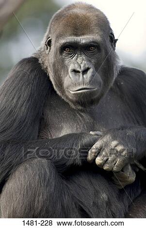Close-up of a female gorilla View Large Photo Image Stock Photo - Close-up of a female gorilla. Fotosearch
