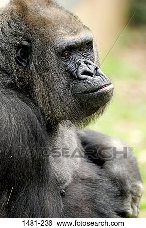 Stock Photograph - Close-up of a female gorilla. Fotosearch