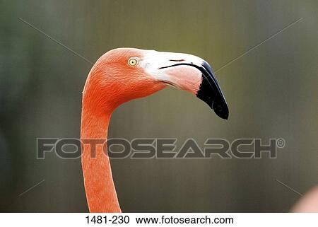 Close-up of a flamingo View Large Photo Image Stock Image - Close-up of a flamingo. Fotosearch