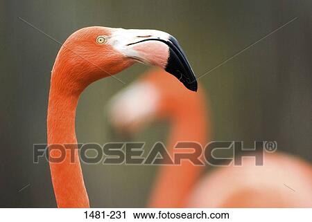Close-up of a flamingo View Large Photo Image Stock Image - Close-up of a flamingo. Fotosearch