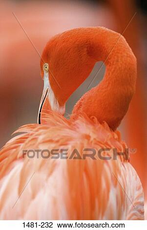 Close-up of a flamingo View Large Photo Image Stock Image - Close-up of a flamingo. Fotosearch