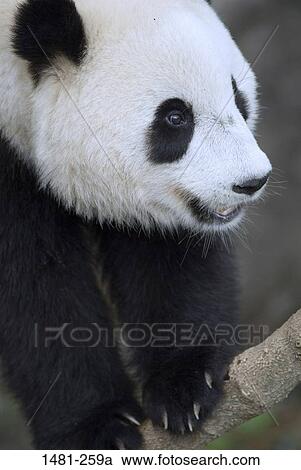 Close-up of a Giant panda cub (Ailuropoda melanoleuca) View Large Photo Image Stock Image - Close-up of a Giant panda cub (Ailuropoda melanoleuca). Fotosearch