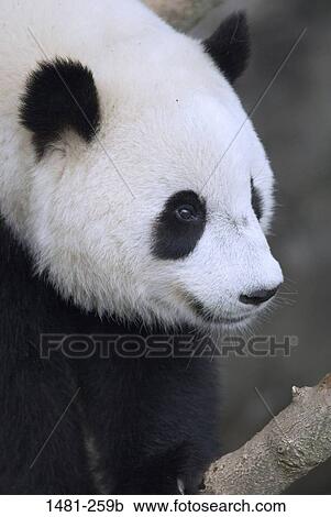 Close-up of a Giant panda cub (Ailuropoda melanoleuca) View Large Photo Image Stock Image - Close-up of a Giant panda cub (Ailuropoda melanoleuca). Fotosearch