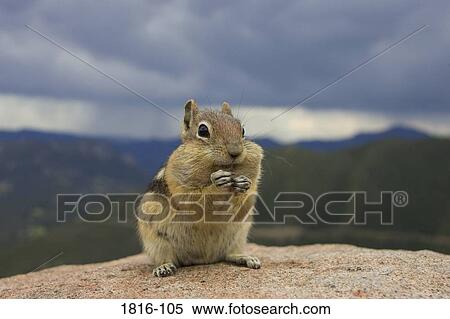 Close-up of a Golden-Mantled ground Squirrel (Spermophilus lateralis) View Large Photo Image Stock Photography - Close-up of a Golden-Mantled ground Squirrel (Spermophilus lateralis). Fotosearch
