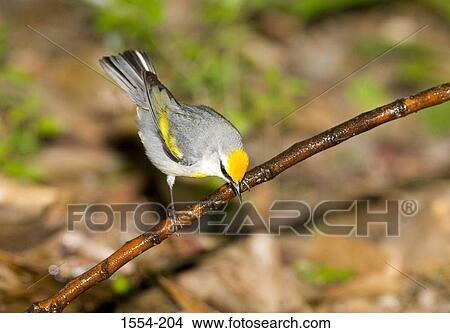 Picture - Close-up of a Golden-Winged warbler (Vermivora chrysoptera) perching on a branch. Fotosearch
