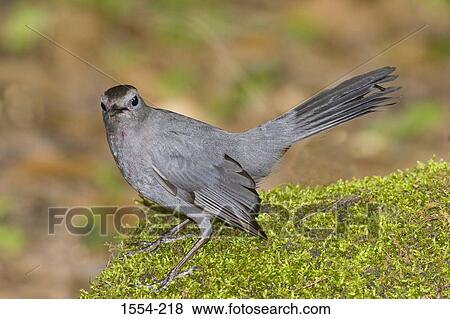 Close-up of a Gray catbird (Dumetella carolinensis) View Large Photo Image Stock Photo - Close-up of a Gray catbird (Dumetella carolinensis). Fotosearch