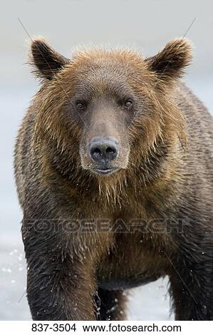 Close-up of a Grizzly bear (Ursus arctos horribilis) View Large Photo Image Picture - Close-up of a Grizzly bear (Ursus arctos horribilis). Fotosearch