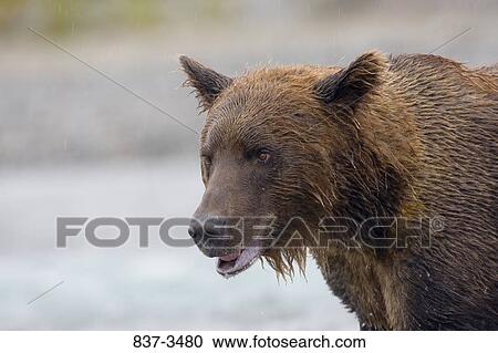 Close-up of a Grizzly bear (Ursus arctos horribilis) View Large Photo Image Stock Image - Close-up of a Grizzly bear (Ursus arctos horribilis). Fotosearch