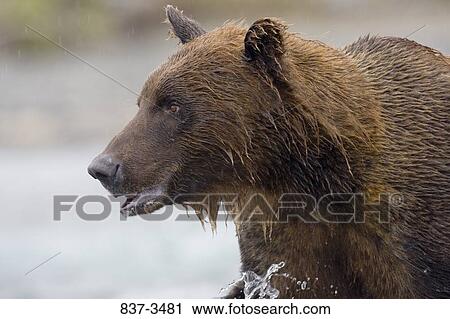 Close-up of a Grizzly bear (Ursus arctos horribilis) View Large Photo Image Stock Image - Close-up of a Grizzly bear (Ursus arctos horribilis). Fotosearch