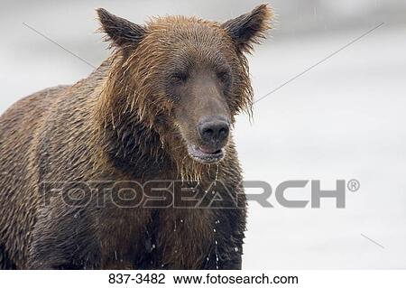 Close-up of a Grizzly bear (Ursus arctos horribilis) View Large Photo Image Stock Image - Close-up of a Grizzly bear (Ursus arctos horribilis). Fotosearch