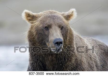Close-up of a Grizzly bear (Ursus arctos horribilis) View Large Photo Image Stock Image - Close-up of a Grizzly bear (Ursus arctos horribilis). Fotosearch