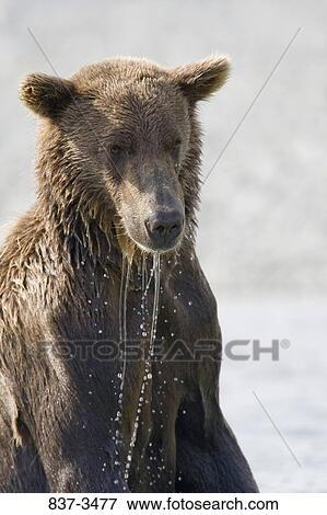 Close-up of a Grizzly Bear (Ursus arctos horribilis) View Large Photo Image Stock Photo - Close-up of a Grizzly Bear (Ursus arctos horribilis). Fotosearch