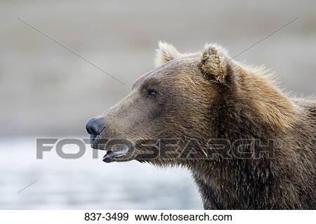 Close-up of a Grizzly bear (Ursus arctos horribilis) View Large Photo Image Stock Photo - Close-up of a Grizzly bear (Ursus arctos horribilis). Fotosearch