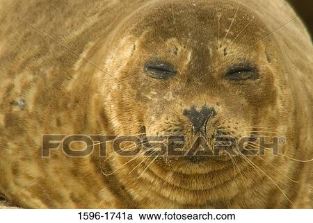 Close-up of a Harbor seal (Phoca vitulina) on the beach, Casa Beach, Ellen Browning Scripps Park, La Jolla, San Diego, California, USA View Large Photo Image Stock Image - Close-up of a Harbor seal (Phoca vitulina) on the beach, Casa Beach, Ellen Browning Scripps Park, La Jolla, San Diego, California, USA. Fotosearch