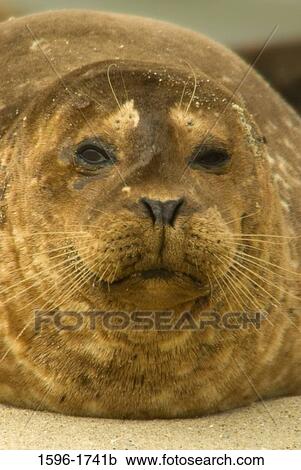 Close-up of a Harbor seal (Phoca vitulina) on the beach, Casa Beach, Ellen Browning Scripps Park, La Jolla, San Diego, California, USA View Large Photo Image Stock Image - Close-up of a Harbor seal (Phoca vitulina) on the beach, Casa Beach, Ellen Browning Scripps Park, La Jolla, San Diego, California, USA. Fotosearch