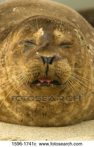 Stock Image - Close-up of a Harbor seal (Phoca vitulina) on the beach, Casa Beach, Ellen Browning Scripps Park, La Jolla, San Diego, California, USA. Fotosearch