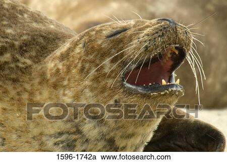 Stock Image - Close-up of a Harbor seal (Phoca vitulina) yawning, Casa Beach, Ellen Browning Scripps Park, La Jolla, San Diego, California, USA. Fotosearch