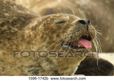 Close-up of a Harbor seal (Phoca vitulina) yawning, Casa Beach, Ellen Browning Scripps Park, La Jolla, San Diego, California, USA View Large Photo Image Stock Image - Close-up of a Harbor seal (Phoca vitulina) yawning, Casa Beach, Ellen Browning Scripps Park, La Jolla, San Diego, California, USA. Fotosearch