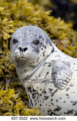 Stock Image - Close-up of a Harbor seal (Phoca vitulina). Fotosearch