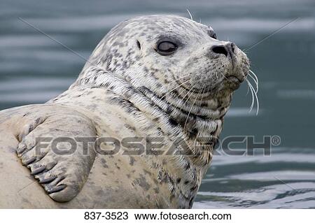 Close-up of a Harbor seal (Phoca vitulina) View Large Photo Image Stock Image - Close-up of a Harbor seal (Phoca vitulina). Fotosearch