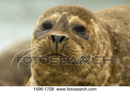 Close-up of a Harbor seal (Phoca vitulina) on the beach, Casa Beach, Ellen Browning Scripps Park, La Jolla, San Diego, California, USA View Large Photo Image Stock Photo - Close-up of a Harbor seal (Phoca vitulina) on the beach, Casa Beach, Ellen Browning Scripps Park, La Jolla, San Diego, California, USA. Fotosearch