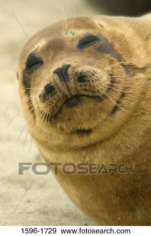 Stock Photo - Close-up of a Harbor seal (Phoca vitulina) on the beach, Casa Beach, Ellen Browning Scripps Park, La Jolla, San Diego, California, USA. Fotosearch