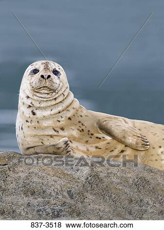 Close-up of a Harbor seal (Phoca vitulina) on a rock View Large Photo Image Stock Photo - Close-up of a Harbor seal (Phoca vitulina) on a rock. Fotosearch