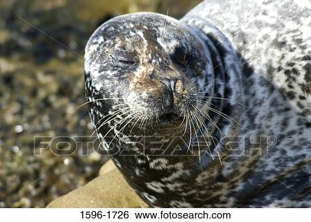 Close-up of a Harbor seal (Phoca vitulina) on the beach, Casa Beach, Ellen Browning Scripps Park, La Jolla, San Diego, California, USA View Large Photo Image Stock Photograph - Close-up of a Harbor seal (Phoca vitulina) on the beach, Casa Beach, Ellen Browning Scripps Park, La Jolla, San Diego, California, USA. Fotosearch