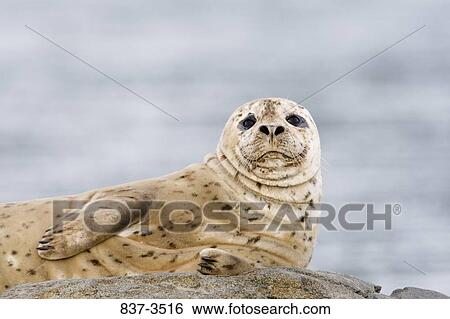 Close-up of a Harbor seal (Phoca vitulina) on a rock View Large Photo Image Stock Photograph - Close-up of a Harbor seal (Phoca vitulina) on a rock. Fotosearch