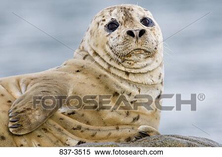 Close-up of a Harbor seal (Phoca vitulina) on a rock View Large Photo Image Stock Photography - Close-up of a Harbor seal (Phoca vitulina) on a rock. Fotosearch