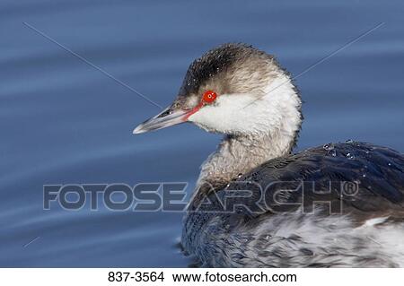 Picture - Close-up of a Horned grebe (Podiceps auritus). Fotosearch
