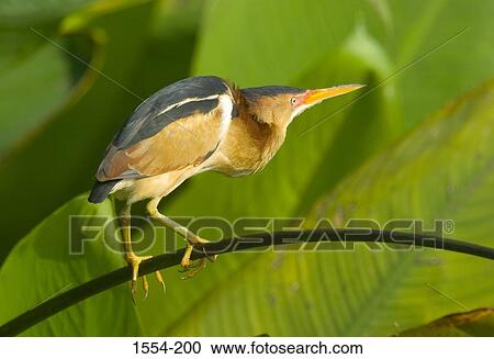 Close-up of a Least bittern (Ixobrychus exilis) View Large Photo Image Stock Image - Close-up of a Least bittern (Ixobrychus exilis). Fotosearch