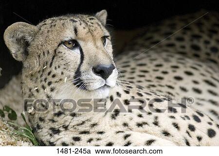 Close-up of a male cheetah (Acinonyx jubatus) View Large Photo Image Stock Image - Close-up of a male cheetah (Acinonyx jubatus). Fotosearch