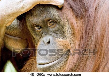 Close-up of a male orangutan View Large Photo Image Stock Image - Close-up of a male orangutan. Fotosearch