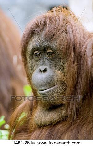 Close-up of a male orangutan View Large Photo Image Stock Image - Close-up of a male orangutan. Fotosearch