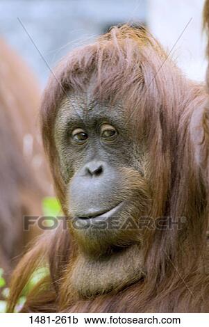 Close-up of a male orangutan View Large Photo Image Stock Image - Close-up of a male orangutan. Fotosearch