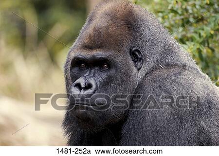 Close-up of a male Silverback gorilla (Gorilla gorilla gorilla) View Large Photo Image Stock Image - Close-up of a male Silverback gorilla (Gorilla gorilla gorilla). Fotosearch