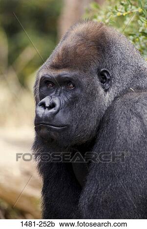 Close-up of a male Silverback gorilla (Gorilla gorilla gorilla) View Large Photo Image Stock Image - Close-up of a male Silverback gorilla (Gorilla gorilla gorilla). Fotosearch