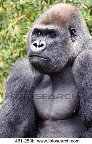 Close-up of a male Silverback gorilla (Gorilla gorilla gorilla) View Large Photo Image Stock Image - Close-up of a male Silverback gorilla (Gorilla gorilla gorilla). Fotosearch