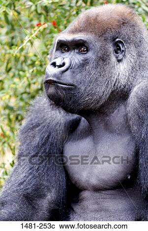 Stock Image - Close-up of a male Silverback gorilla (Gorilla gorilla gorilla). Fotosearch