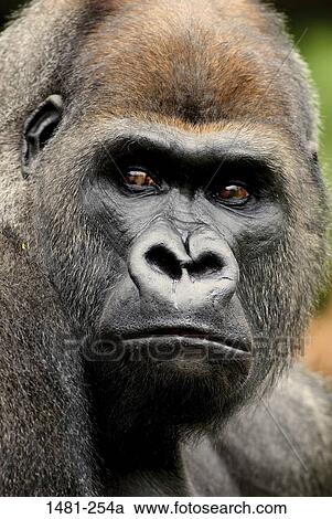 Close-up of a male Silverback gorilla (Gorilla gorilla gorilla) View Large Photo Image Stock Image - Close-up of a male Silverback gorilla (Gorilla gorilla gorilla). Fotosearch
