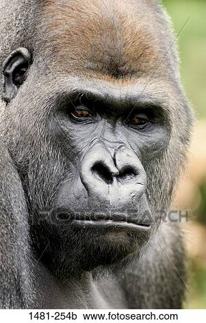 Close-up of a male Silverback gorilla (Gorilla gorilla gorilla) View Large Photo Image Stock Image - Close-up of a male Silverback gorilla (Gorilla gorilla gorilla). Fotosearch