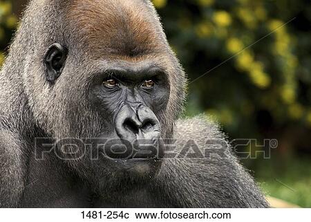 Close-up of a male Silverback gorilla (Gorilla gorilla gorilla) View Large Photo Image Stock Image - Close-up of a male Silverback gorilla (Gorilla gorilla gorilla). Fotosearch