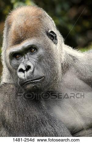 Close-up of a male Silverback gorilla (Gorilla gorilla gorilla) View Large Photo Image Stock Image - Close-up of a male Silverback gorilla (Gorilla gorilla gorilla). Fotosearch