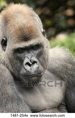 Close-up of a male Silverback gorilla (Gorilla gorilla gorilla) View Large Photo Image Stock Image - Close-up of a male Silverback gorilla (Gorilla gorilla gorilla). Fotosearch