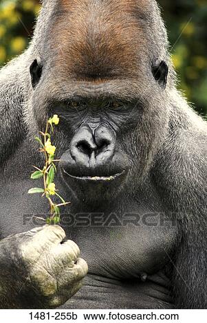 Close-up of a male Silverback gorilla (Gorilla gorilla gorilla) eating leaves View Large Photo Image Stock Image - Close-up of a male Silverback gorilla (Gorilla gorilla gorilla) eating leaves. Fotosearch